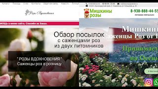 Розы Вдохновения vs Мишкины Розы: обзор посылок с саженцами роз из двух питомников