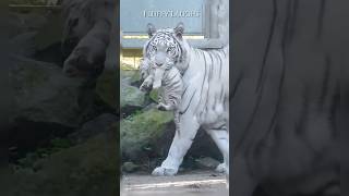 White Tiger Carrying Her Cub Gently 🐾🤍