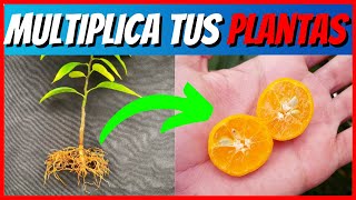 🌳ENRAÍZA CUALQUIER PLANTA RÁPIDO |Guía básica para hacer ESQUEJES