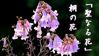 【自然風景】朝の静寂の中に「聖なる花」桐の花が咲く