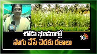 చౌడు భూముల్లో సాగు చేసే చెరకు రకాలు | Sugarcane Varieties For Dry Lands | Matti Manishi | 10TV