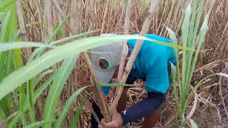 cortando capim para o gado @interiordagente vida no campo @agro