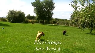 Dogs Playing July Week 4 2014