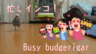 走るインコ、僕は忙しいのだ【セキセイインコ】【Busy　budgerigar】