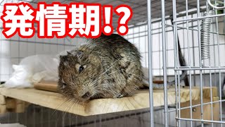 発情期(？)のデグー / Degu in the estrus