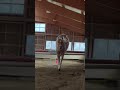 schau dir jetzt unsere anderen videos an 😍🙋🏻‍♀️. pferd horse haflinger pony pferde