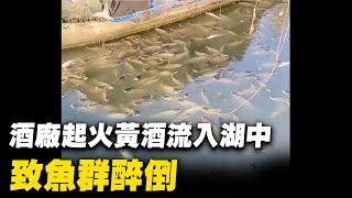 11月25日，網傳浙江紹興市會稽山黃酒廠起火後黃酒流入鑒湖，有的已經醉倒。11月19日，紹興會稽山黃酒廠倉庫發生火災，過火面積500多平米。| #大紀元新聞網