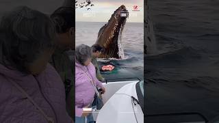 Moments when a big whale approaches a ship