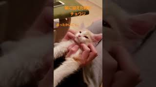 【メインクーン~Maine coon~】家に迎えた時の仔猫チョウジ【チョウジ】