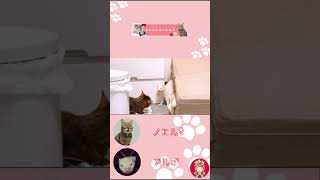 【猫＆フェレット】フェレットに襲われて飛んでいく猫【ノエル＆アル】#shorts