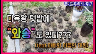 [와송]도 키우는 다육왕