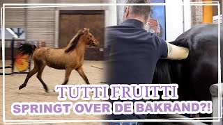 Met JAZLY en ACE naar de DIERENARTS! || VLOG Paardzoektbaas