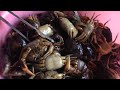 sea food in bakkhali fish fry prawn fish crab found on beach 2017