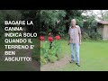 nonno tino la canna indica