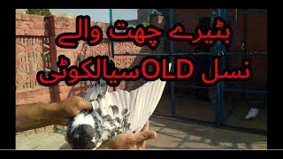 Batera chatwala sialkoti old pure blood line Original breed 07.12.2019 Full HD