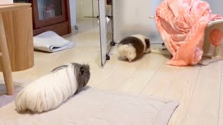 ひたすら掃除のオジャマをし続けてくれるモルモット Guinea pigs interfering with cleaning