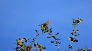 Female Eastern Bluebird Singing