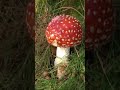 Foraging Amanita muscaria fly agaric mushrooms uk