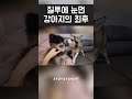 질투에 눈먼 강아지의 최후 shorts