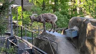 【Kanazawa Zoo,　金沢動物園】オオツノヒツジ Bighorn Sheep