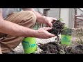 How To Propagate Comfrey From Root Cuttings and Crowns