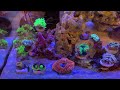 【海水魚水槽・サンゴ水槽】ブラウンジェリー発生　とりあえずreef dip（リーフディップ）マリンアクアリウム