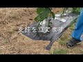 ペットボトル給水器作り　【家庭菜園】