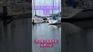 かもめが翔んだ日〜🎶#boat #sailboat #クルージング #sailing #マリノア #ヨットハーバー #小戸ヨットハーバー