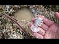 鉱物採集動画～大きなトパーズ topaz great crystals ・ガマ 晶洞 pocket ～2