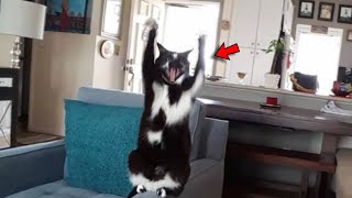 This Cat Keeps Raising His Paws Up in a Pleasing Manner and No One Knows Why