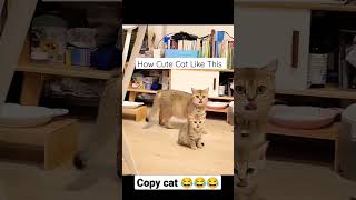 These Funny Animals Will Make You Laugh| copy cat #shorts
