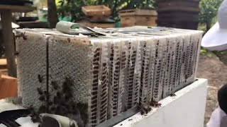 Mật ong bánh tổ cho khách hàng khó tính thích mật ong tươi như mật ong rừng - Ong Xanh Beekeeping