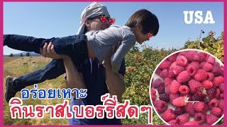 เก็บราสเบอร์รี่ ราสเบอรี่ สดจากไร่อเมริกา | เก็บผลไม้ต่างประเทศ | Raspberry Farm | little messy