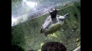 Malaysian Painted Turtles at the Toronto Zoo