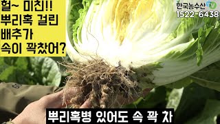 [한국농수산TV] 헐! 미친~~ 뿌리혹병 걸린 배추가 속이 꽉 찬다고?? 세상에 이런일이!! 경북 구미