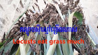 កណ្តូប៣៥ថ្ងៃល្អៗណាស់ Locusts 35 days #កណ្តូបចិញ្ចឹម #កណ្តូបធម្មជាតិ #ចិញ្ចឹមកណ្តូប #locust #birds