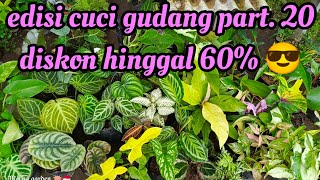 edisi cuci gudang tanaman hias part. 20 smakin heboh diskon hinggal 60%😒