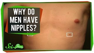 Why Do Men Have Nipples?