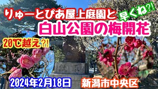 2024年2月18日 白山公園の梅開花！りゅーとぴあの屋上庭園からの風景 新潟市中央区