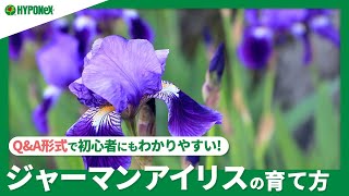 ☘137：【Q\u0026A】ジャーマンアイリスの育て方｜基本的な育て方が知りたい！水やりや肥料など日々の管理をご紹介 【PlantiaQ\u0026A】植物の情報、育て方をQ\u0026A形式でご紹介