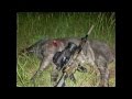 TEXAS BOAR DOUBLE LUNGED WITH THE LWRC SIX8