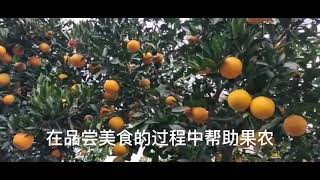 湖北秭归九月红脐橙，襄亲襄爱扶贫助农好物推荐