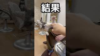 何回タップしたら怒るかな…【美容室と猫】#猫 #猫のいる暮らし #shorts