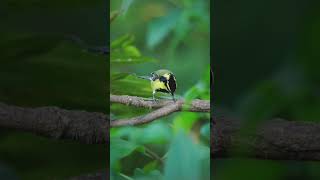 Keindahan burung gelatik Taiwan / yellow cheeked tit eating