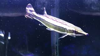 ポリプテルス水槽の混泳魚　ハイドロシナスガー　合法ガーを半年以上飼ってきてみて