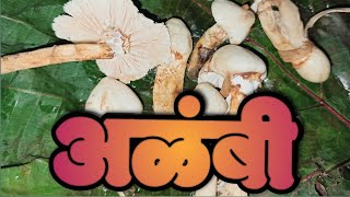 कोकणी पद्धतीत अळंबी (mushroom) रेसिपी|mushroom recipie in konkani style..