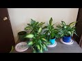 decorating with dieffenbachia plant here s how to care for dieffenbachia dumb cane plant