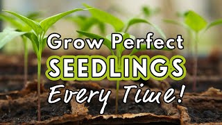 Seed Starting Success: Sow Like a Pro! 🌱