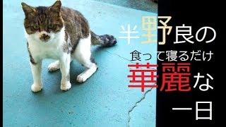 半野良猫カンベエの秋のとある一日