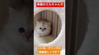 【子猫の成長記録】 #shorts #ミヌエット #マンチカン #子猫